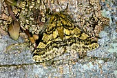 Brindled beauty butterfly