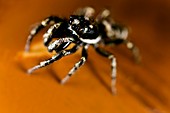 Zebra spider