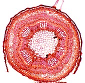 Elm stem,light micrograph