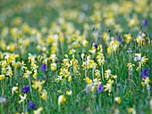Field of Cowslips and orchids