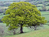 English Oak (Quercus robur)