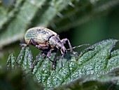 Nettle Weevil
