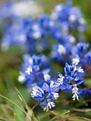 Chalk Milkwort (Polygala calcarea)