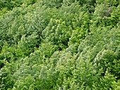 Beech trees (Fagus)