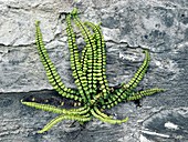 Asplenium trichomanes