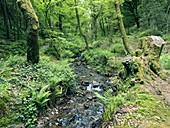 Stream and woodland in Devon