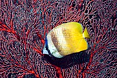 Klein's butterflyfish