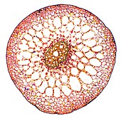 Pondweed stem,light micrograph