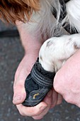 Fire investigation dog and handler