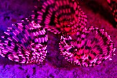 Fluorescing tubeworms,Red Sea,Egypt
