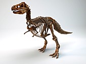 Tyrannosaurus rex dinosaur skeleton
