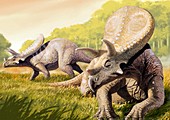 Torosaurus dinosaur,artwork