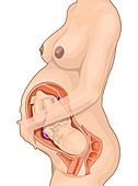 Full-term foetus,computer artwork