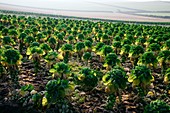 Field of Brussels sprouts