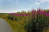 Rosebay willowherb flowers by roadside