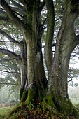 Beech trees