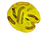 Pond snail egg masses,light micrograph