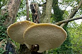 Bracket fungus (Polyporus squamosus)