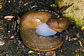 Slugs mating