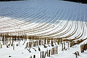 Snow-covered maize field