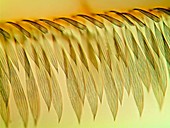Mosquito wing,light micrograph