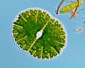 Green alga,light micrograph