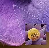 Lavender pollen grain,SEM