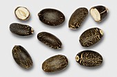 Jatropha curcas seeds