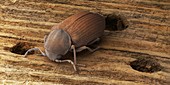 Common furniture beetle,SEM