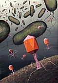 T-bacteriophages attacking E. coli