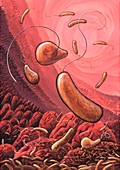 Cholera bacteria,artwork