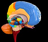 Human brain anatomy,artwork