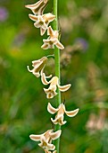 Brown Bluebell (Dipcadi serotina)