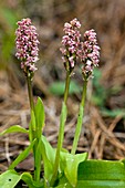 Orchid (Neotinea intacta)