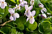 Viola odorata (Sweet Violets)