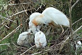 Cattle egret feeding its hatchlings