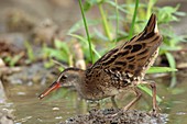 Water rail feeding