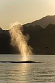 Fin whale exhaling