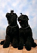 Black Russian terriers