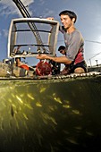 Carp fishery,Israel