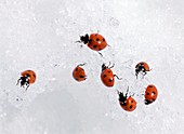 Seven-spot ladybirds in snow