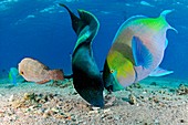 Humphead wrasse and rusty parrotfish