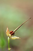 Storksbill (Erodium ciconium)