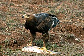 Greater spotted eagle with a fish