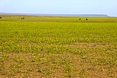 Camels grazing in the Sahara Desert