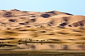Saharan lake and sand dunes