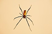 Spider from Uganda