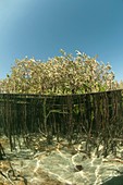 Mangrove trees,split view