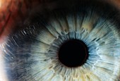 Human eye for cornea harvesting