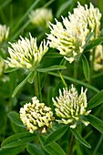 Sulphur Clover (Trifolium ochroleucon)